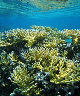 Learn how to survey coral reefs
